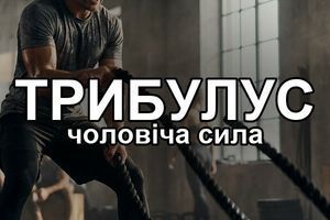 Трибулус для мужчин: что эта колючая трава даёт на самом деле и как её пить фото