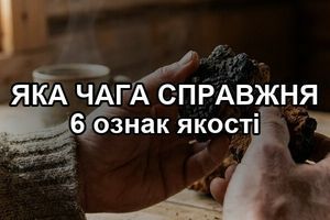 Как отличить качественную чагу от некачественной фото