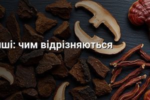 Чага або рейші фото