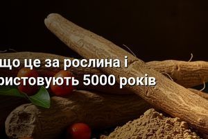 Ашваганда: що це за рослина і чому її використовують 5000 років фото