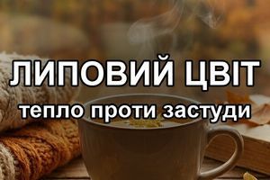 Липовый цвет: как заваривать и пить, чтобы был толк фото