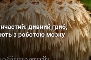 Їжовик гребінчастий: дивний гриб, який пов'язують з роботою мозку фото
