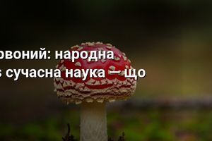 Мухомор красный: народная медицина vs современная наука &mdash; что правда фото
