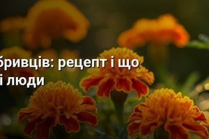 Чай из бархатцев: рецепт и что говорят старые люди фото