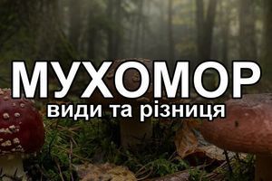 Красный, королевский, пантерный: как различить три мухомора и не перепутать их фото
