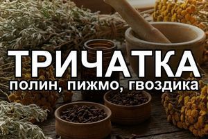 Тройчатка: что это за три травы &mdash; пижма, полынь, гвоздика &mdash; и почему они работают вместе фото