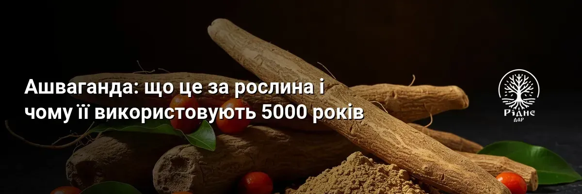 Ашваганда: что это за растение и почему его используют 5000 лет