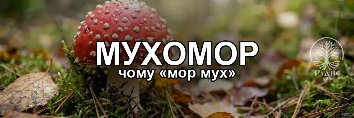 Чому мухомор так називається («мор мух»)