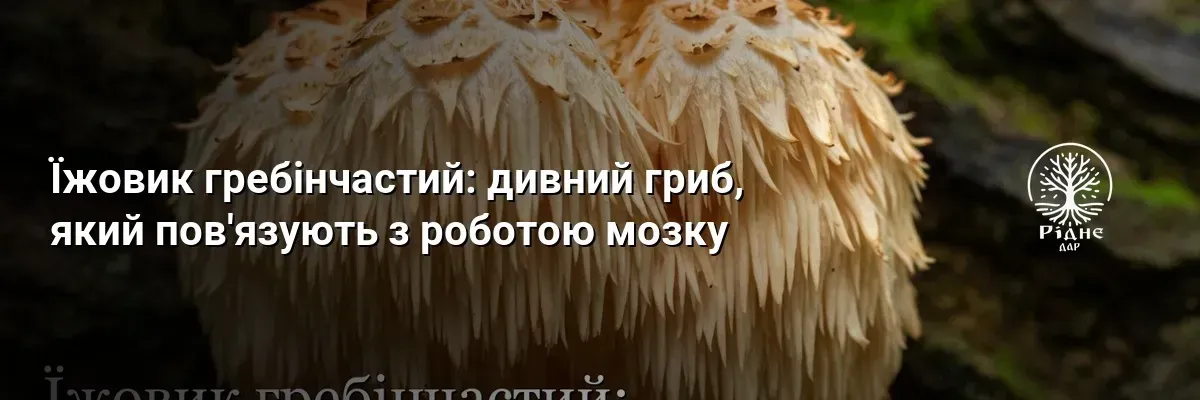 Їжовик гребінчастий: дивний гриб, який пов'язують з роботою мозку