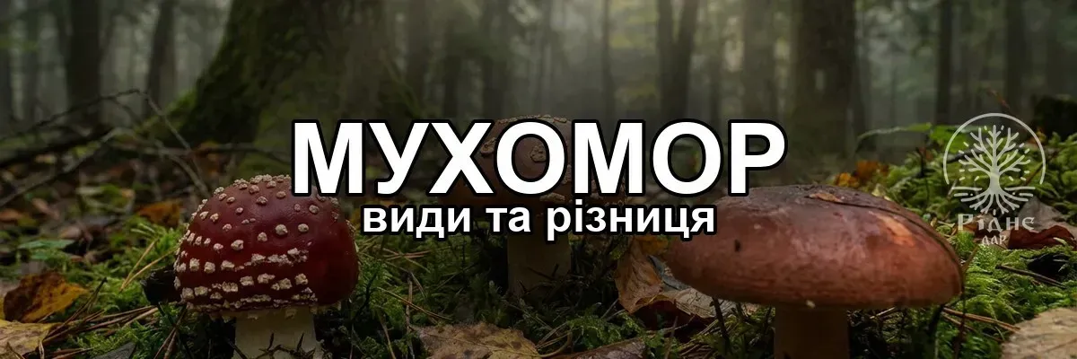 Мухомор червоний, королівський, пантерний: різниця