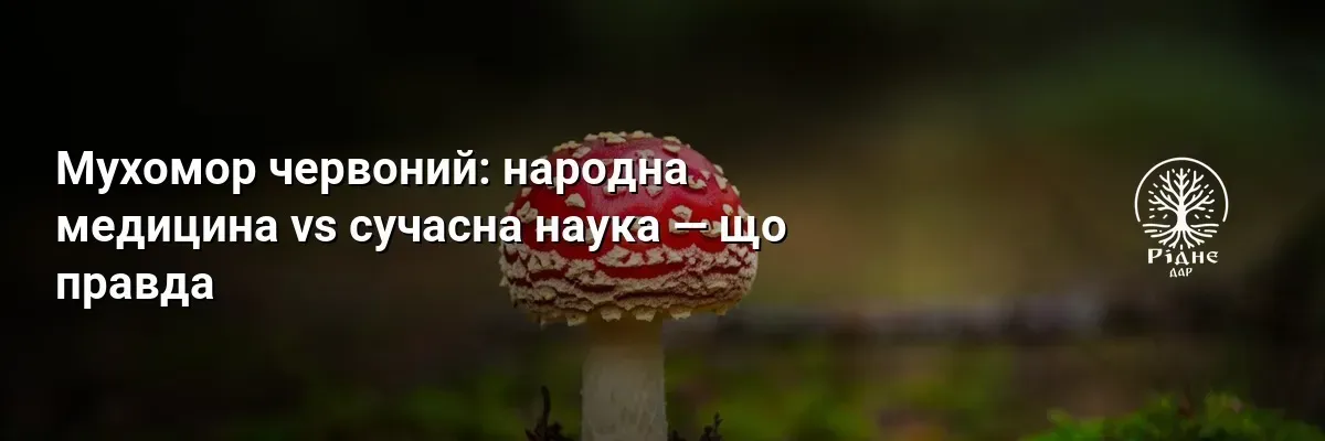 Мухомор червоний: народна медицина vs сучасна наука — що правда